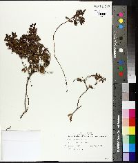 Image of Gaultheria borneensis