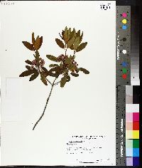 Kalmia angustifolia image