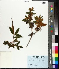 Rhododendron groenlandicum image