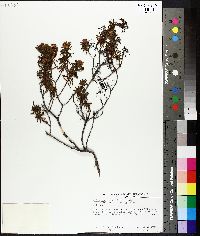 Rhododendron tomentosum subsp. decumbens image