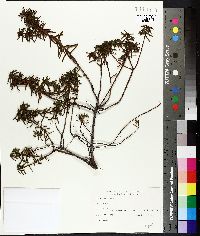 Rhododendron tomentosum image