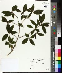 Rhododendron menziesii image