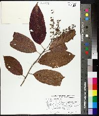 Oxydendrum arboreum image