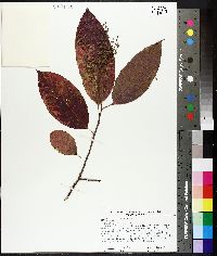 Oxydendrum arboreum image