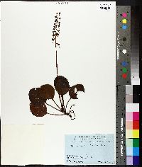 Pyrola rotundifolia image