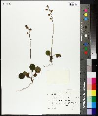 Pyrola chlorantha image