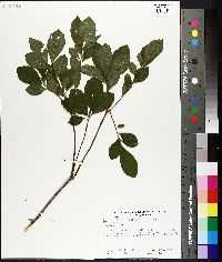 Rhododendron roseum image