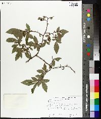 Vaccinium corymbosum image