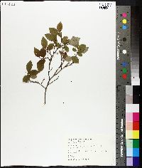 Vaccinium vacillans image