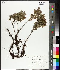 Vaccinium myrtilloides image