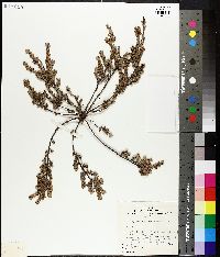 Brachyloma daphnoides image