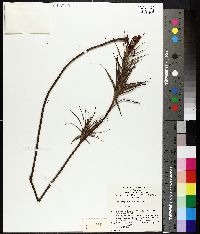 Image of Dracophyllum secundum