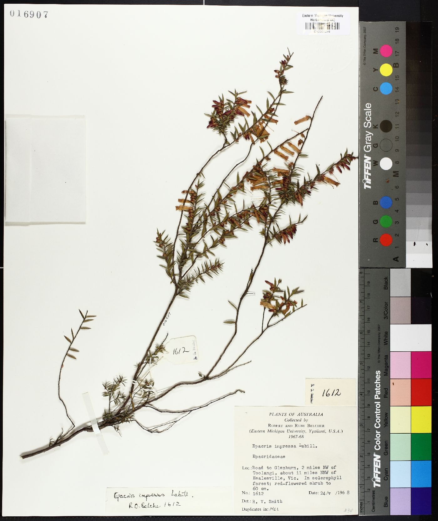 Epacris image