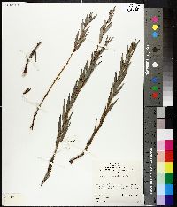 Leucopogon australis image