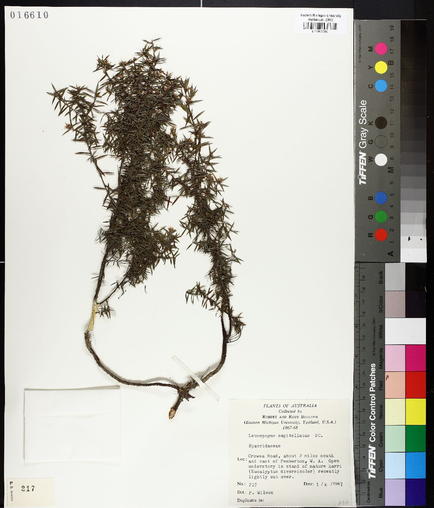 Leucopogon capitellatus image