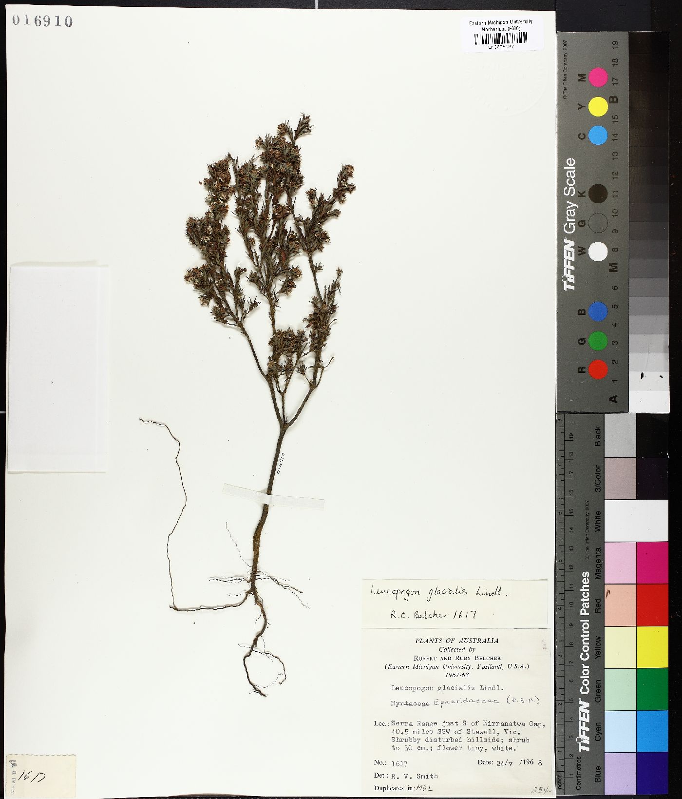 Leucopogon glacialis image