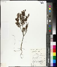 Image of Leucopogon glacialis