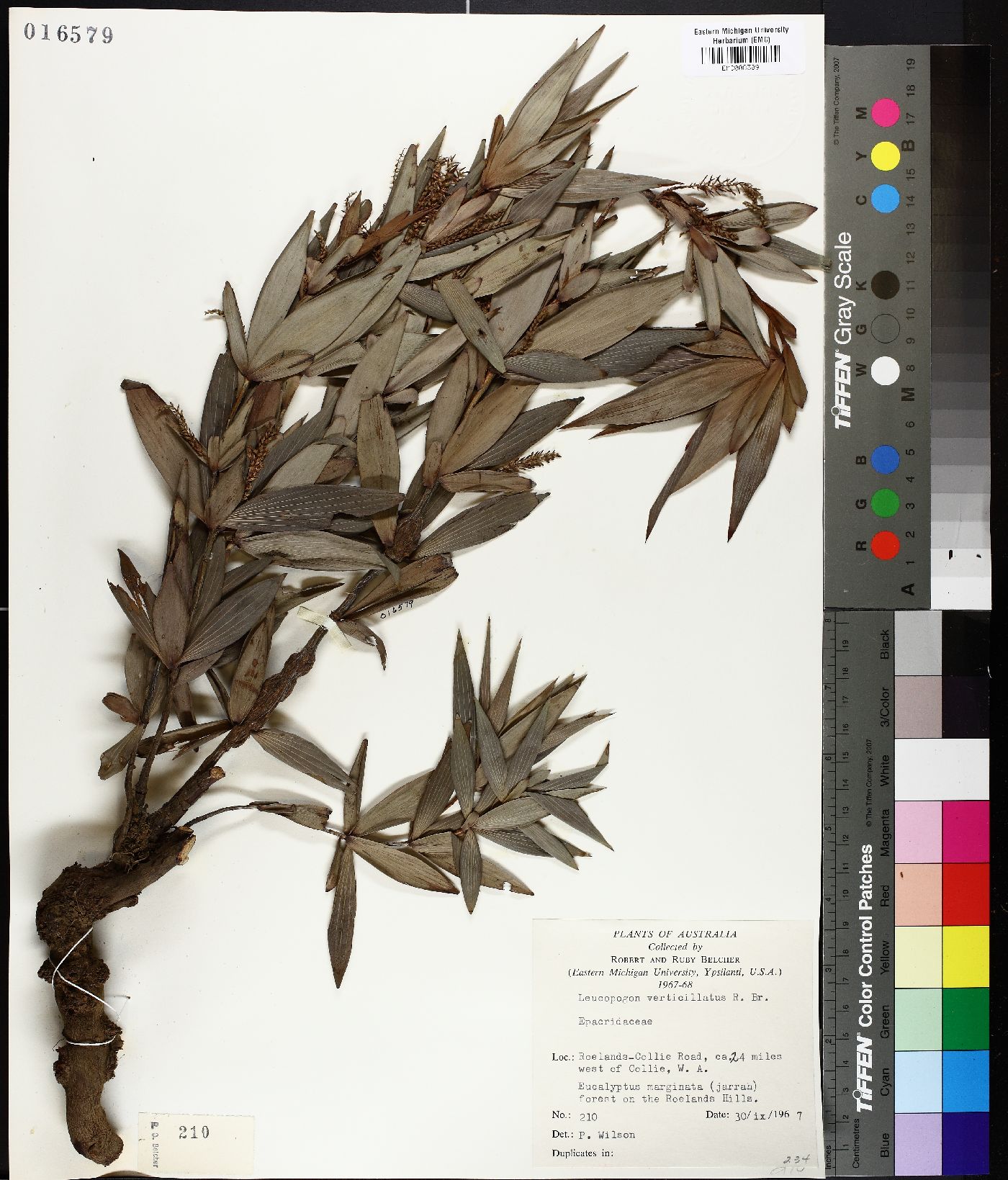 Leucopogon verticillatus image