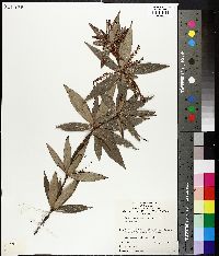 Leucopogon verticillatus image