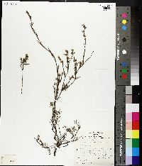 Leucopogon virgatus image