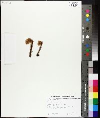 Hypopitys monotropa image