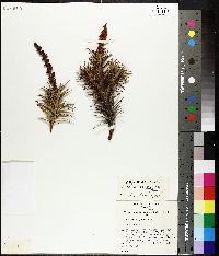 Image of Dracophyllum persistentifolium