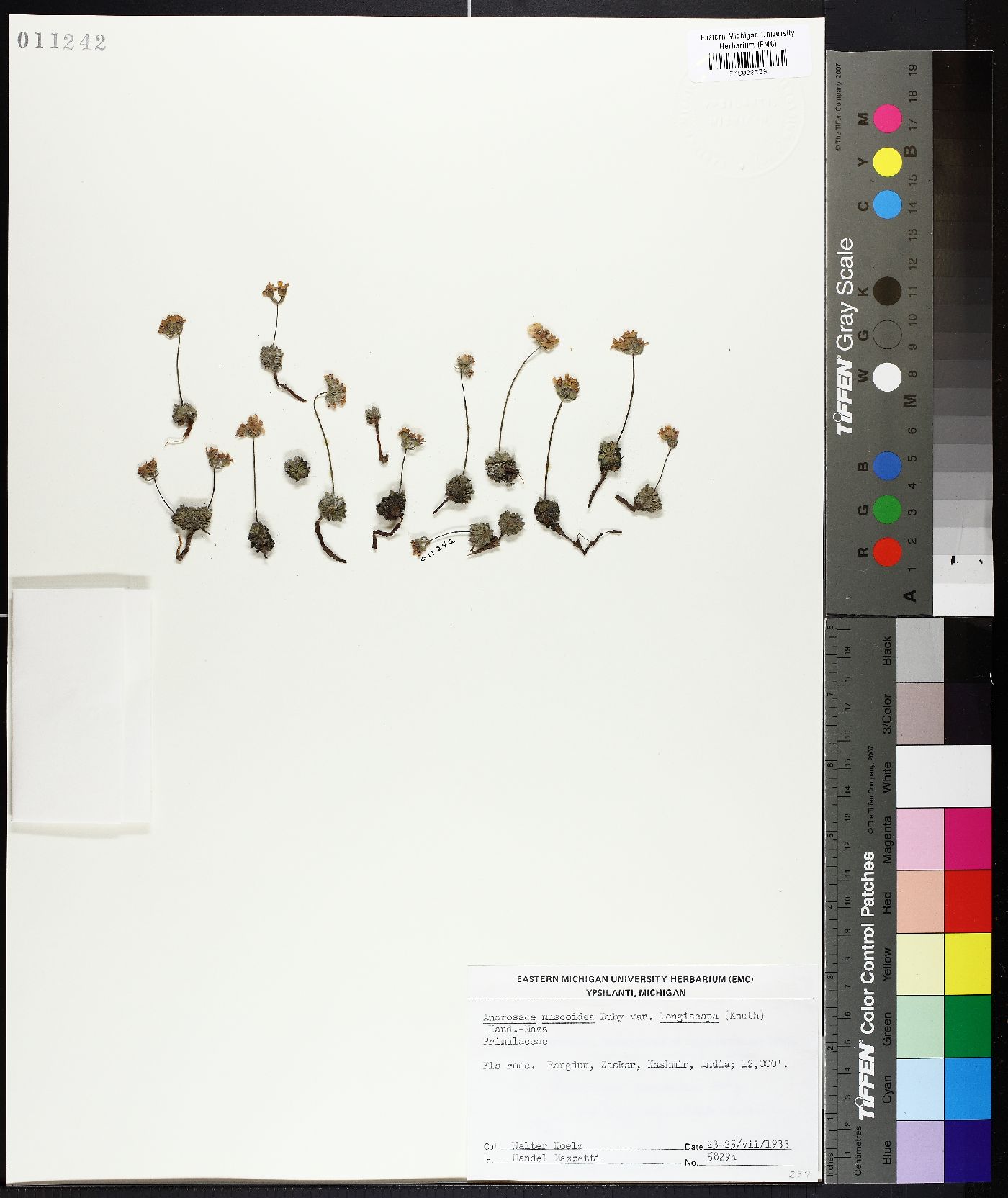 Androsace muscoidea image