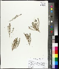 Lysimachia minima image