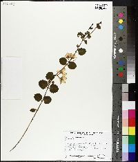 Lysimachia nummularia image