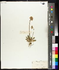 Primula farinosa image