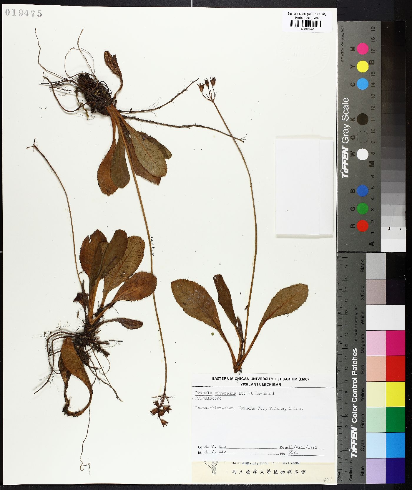 Primula miyabeana image