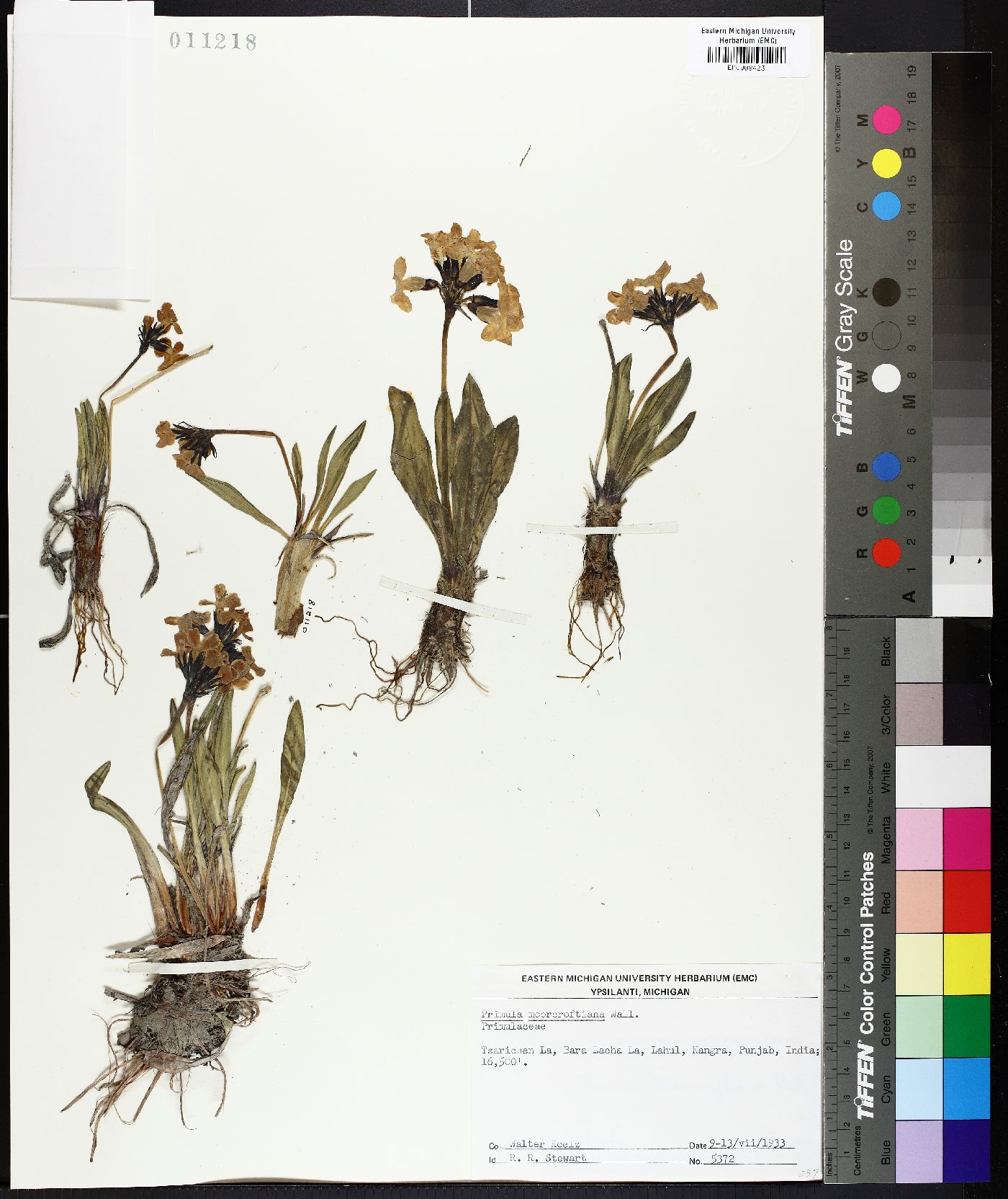 Primula moorcroftiana image