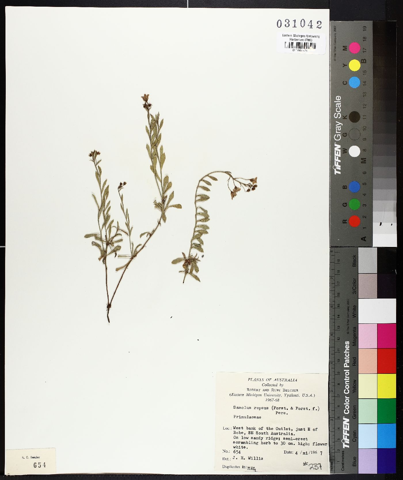 Samolus repens image