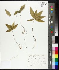 Trientalis borealis image