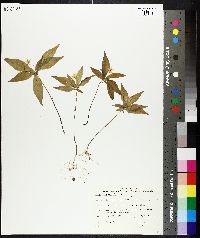 Trientalis borealis image