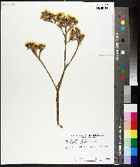 Image of Limonium bonduellei