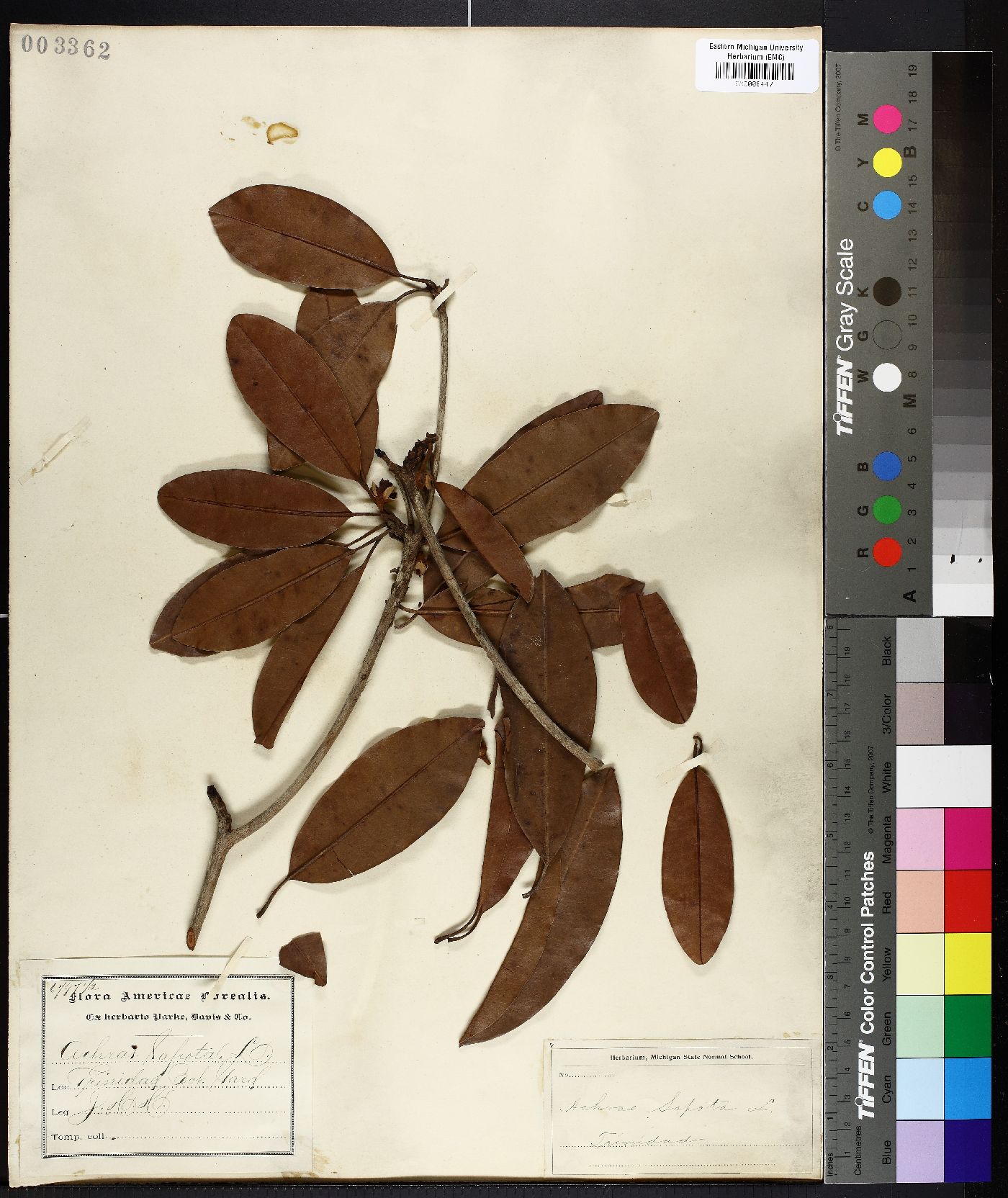 Achras sapota image