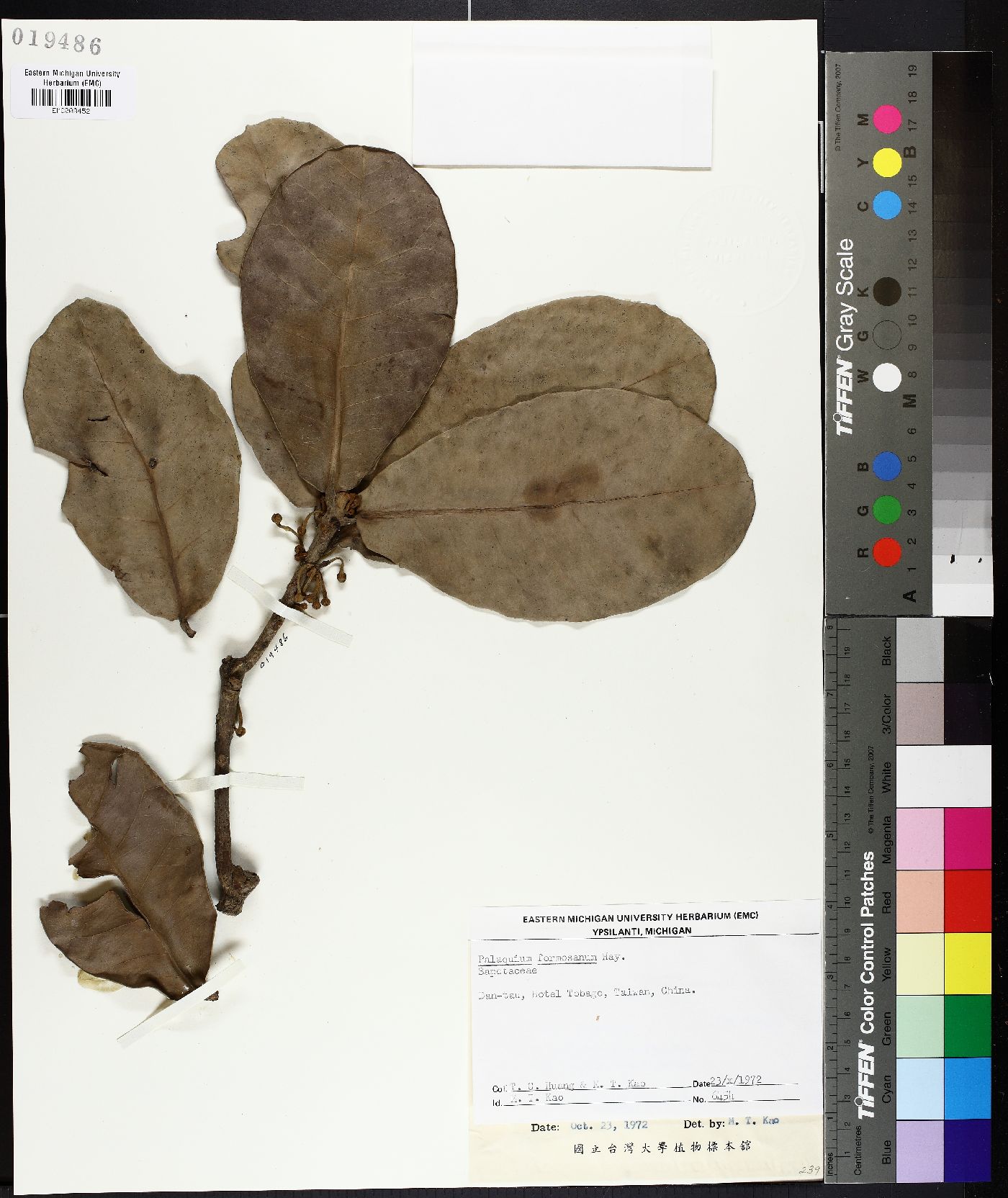 Palaquium formosanum image