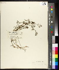 Polypremum procumbens image