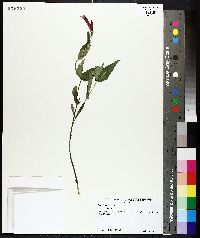 Spigelia marilandica image