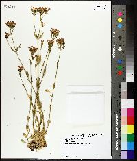 Centaurium umbellatum image