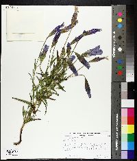 Gentiana procera image