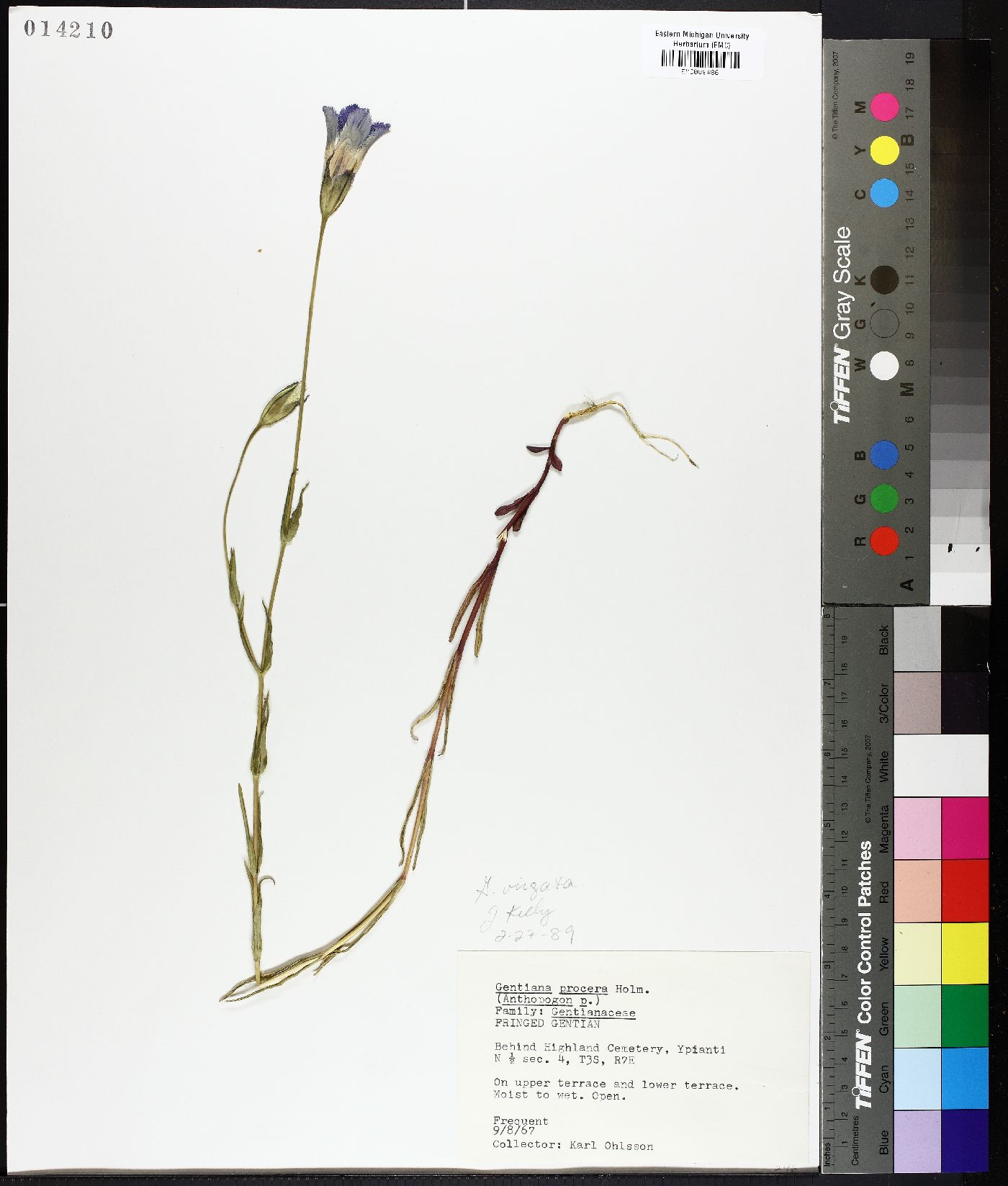 Gentianella kusnezowii image