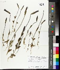Image of Gentianopsis paludosa