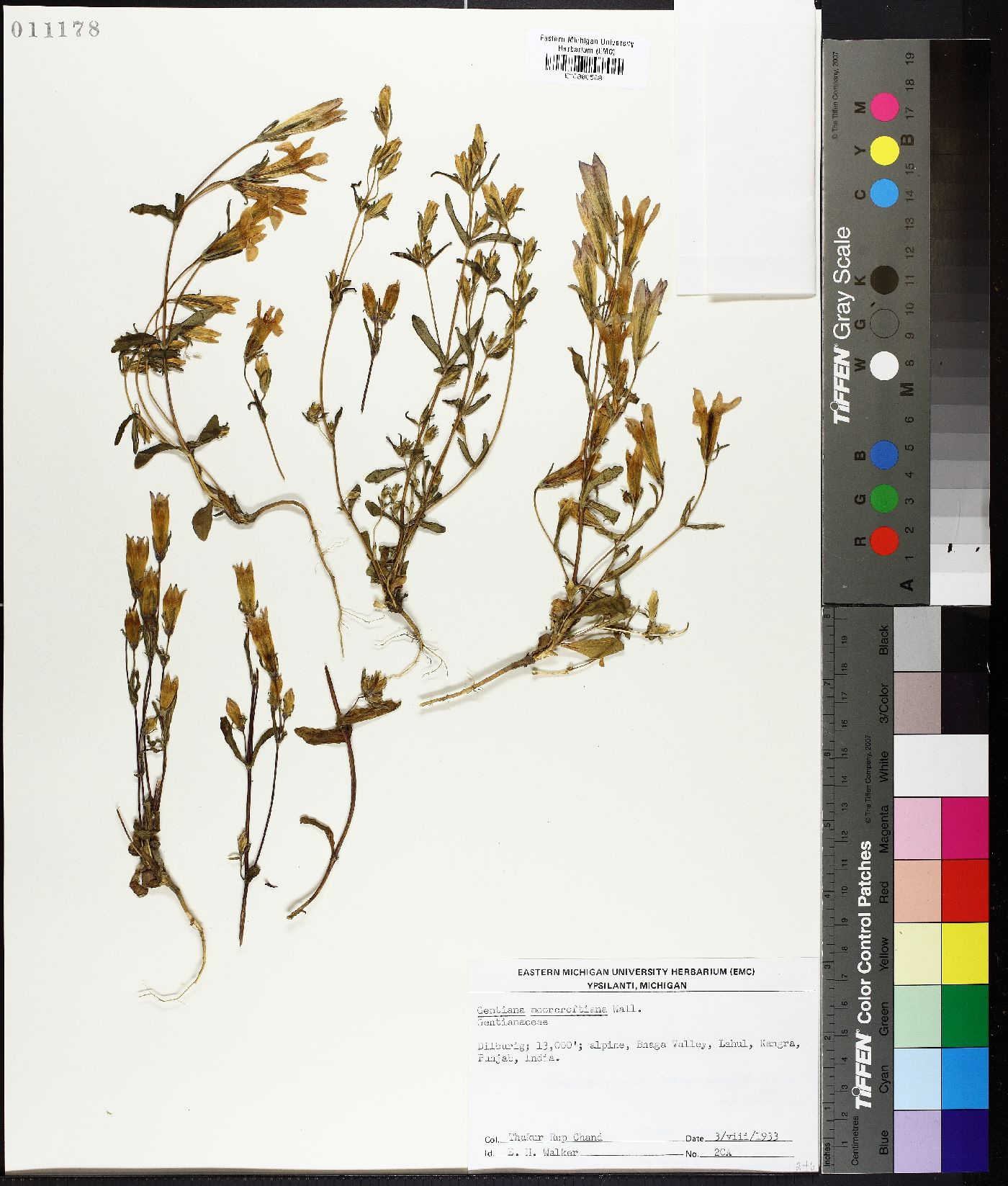 Gentiana moorcroftiana image