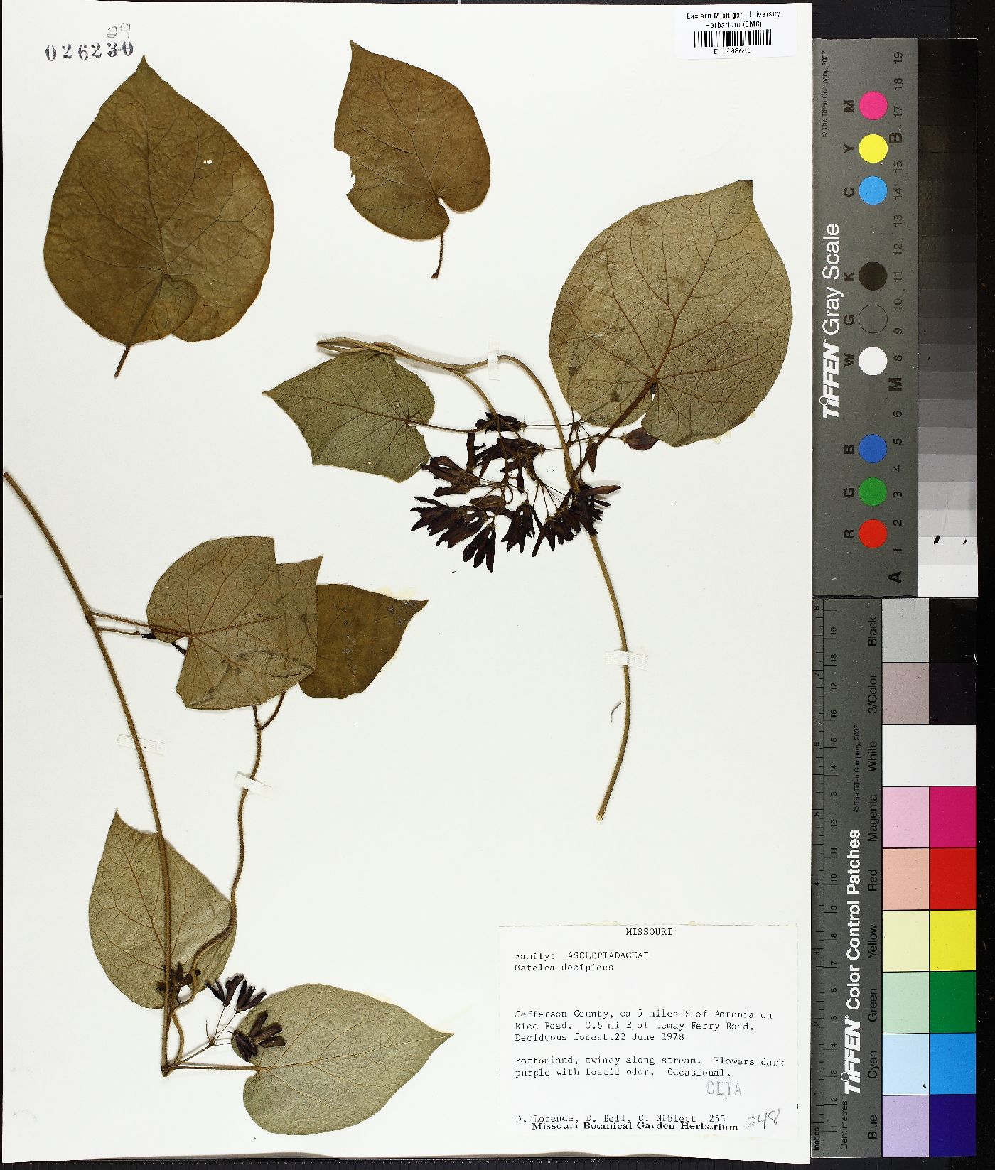 Matelea decipiens image