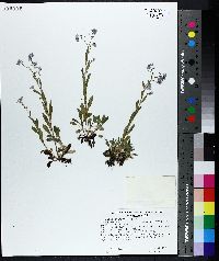 Myosotis sylvatica image