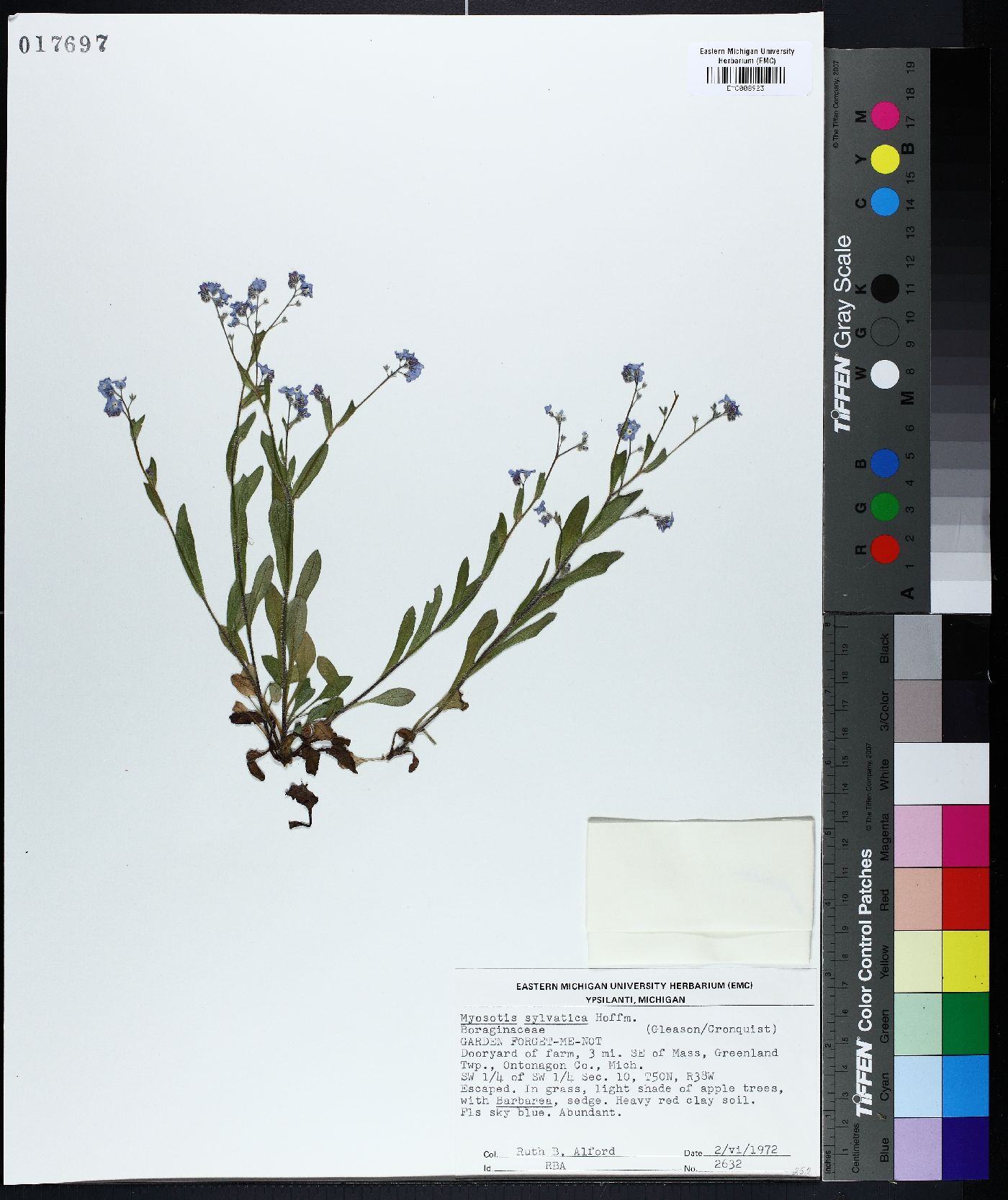 Myosotis sylvatica image