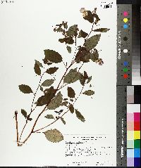 Impatiens biflora image