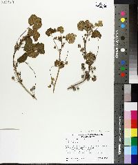 Malva neglecta image